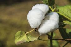 Fibers in Nonwovens
