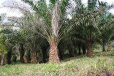 Wilmar and MSPO aid Malaysian millers