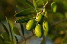 Olive leaf extract shows antibacterial properties