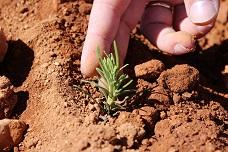 Sustainable rosemary extract for extending product shelf life