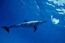 New ASTM standard tests and supports biodegradability of plastics in water