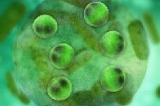 Fish-free Omega-3 oil is ultra-stable