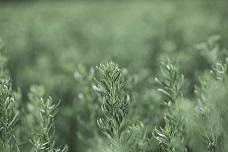 PureCircle to boost stevia leaf production