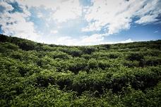 PureCircle’s stevia extract more sugar-like