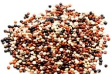 Quinoa potential answer to sustainable agriculture, food security