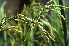 Rice sector must cut methane emissions