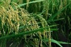 Kuwait Fund supports rice production project in Chad