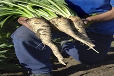 Chicory root fibre gains dietary fibre status