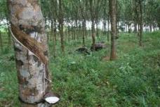 Sinochem and Halcyon Agri join forces in natural rubber business