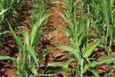 China’s demand for sorghum on the rise