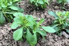 Tate & Lyle, Earthwatch begin stevia sustainability project