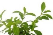 Stevia market to expand at 8.5% CAGR through 2020
