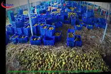Mango processing line from Techgen