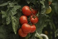 How tomato and rosemary improve eye health