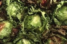 Nutrients in leafy greens slow mental decline