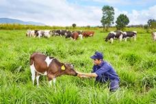 First organic dairy farm in Vietnam certified by the EU