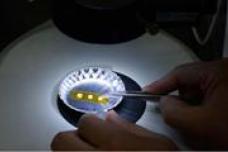 WACKER expands production plant for specialty silicones