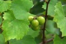Curbing obesity with muscadine grape seed oil
