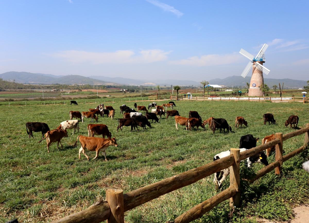 Vinamilk organic dairy farm in Vietnam