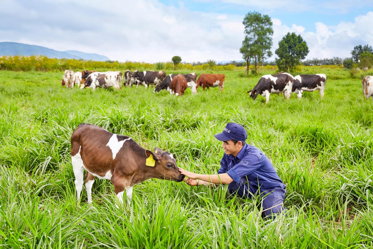 Vinamilk's farm in Lam Dong, Vietnam is certified organic by the EU